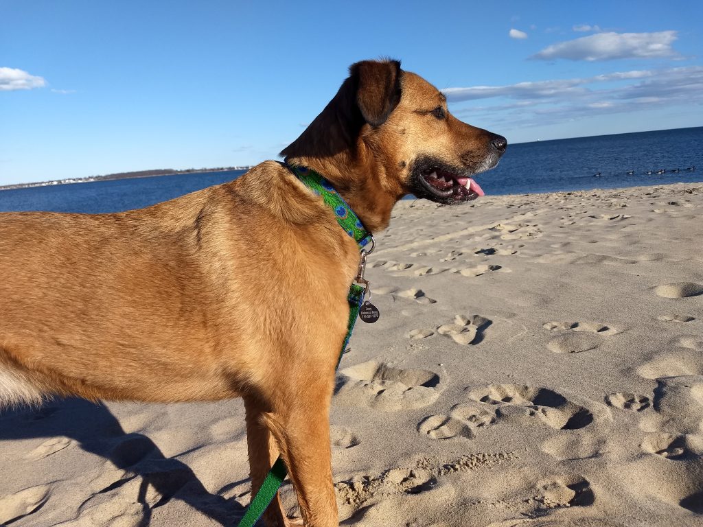 Zoey at the Beach
