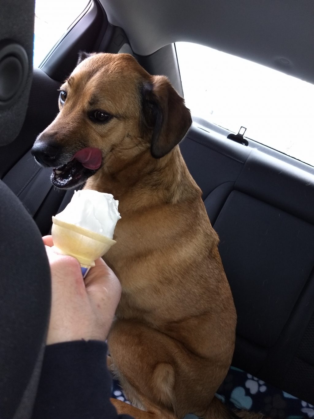 Back Seat Ice Cream